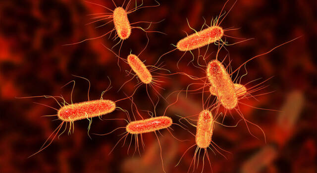 Cos&#8217;è l&#8217;Escherichia coli e quali rischi comporta per la nostra salute