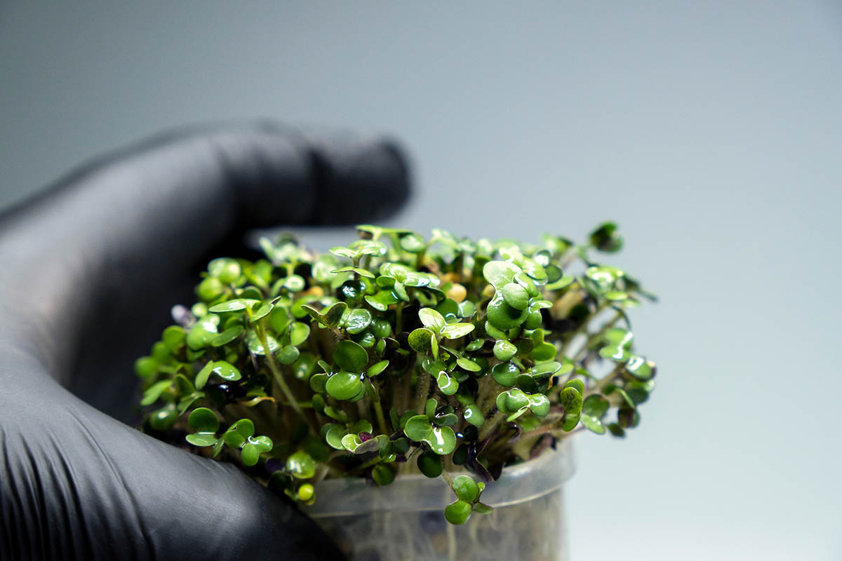 micro piante laboratorio
