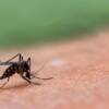 Zanzara tigre: caratteristiche e pericoli per l’uomo