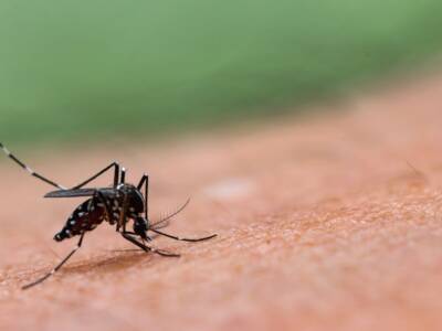 Come difendersi dalle zanzare in modo semplice e naturale