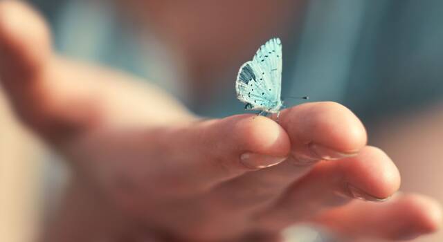 Frasi sulle farfalle: citazioni che trasmettono bellezza e rinascita