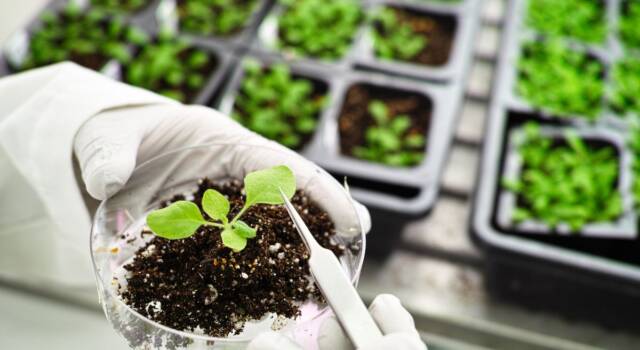 Le piante transgeniche sono un rischio? Arriva il parere della comunità scientifica
