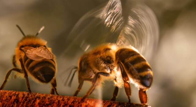 Paura delle api? Come difendersi dall&#8217;attacco di uno sciame