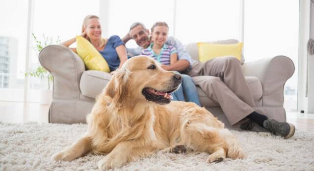 Come eliminare l&#8217;odore del cane in casa: i rimedi naturali più efficaci