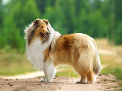 Cane Collie