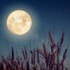 Occhi al cielo per la luna piena del raccolto: ecco quando e come vederla