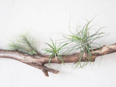 Pianta da decorazione