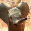 Cucciolo elefante, Dumbo