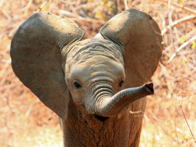 Cucciolo elefante, Dumbo