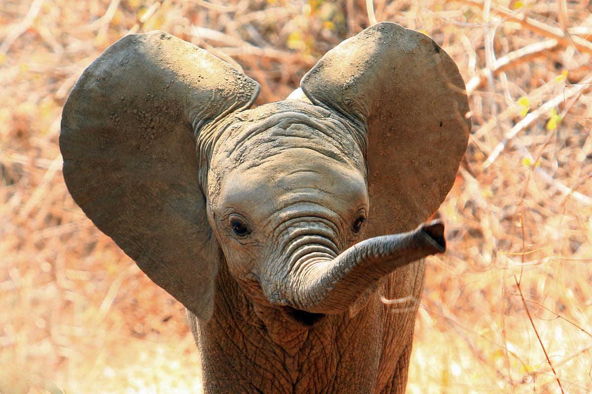 Cucciolo elefante, Dumbo