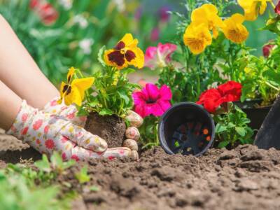 piantare fiori giardino guanti terra