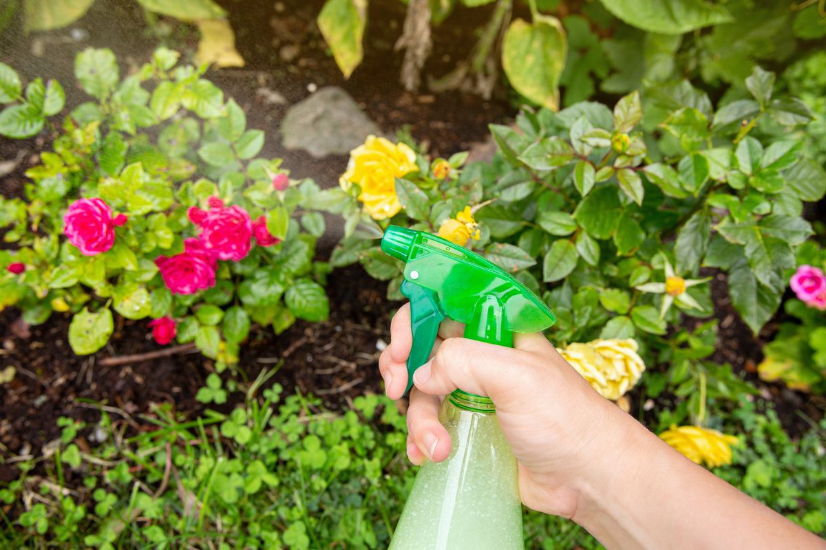 Spruzzare l'insetticida sui fiori