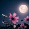 Grande attesa per la Luna Piena dei Fiori: occhi al cielo il 23 maggio