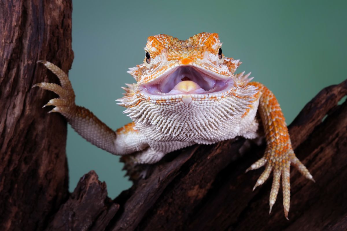 Drago barbuto pogona vitticeps su un tronco in ambiente desertico.
