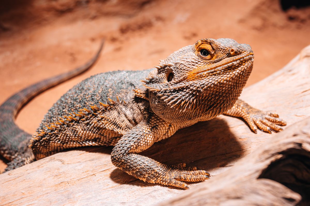 Drago barbuto pogona vitticeps su tronco in ambiente desertico