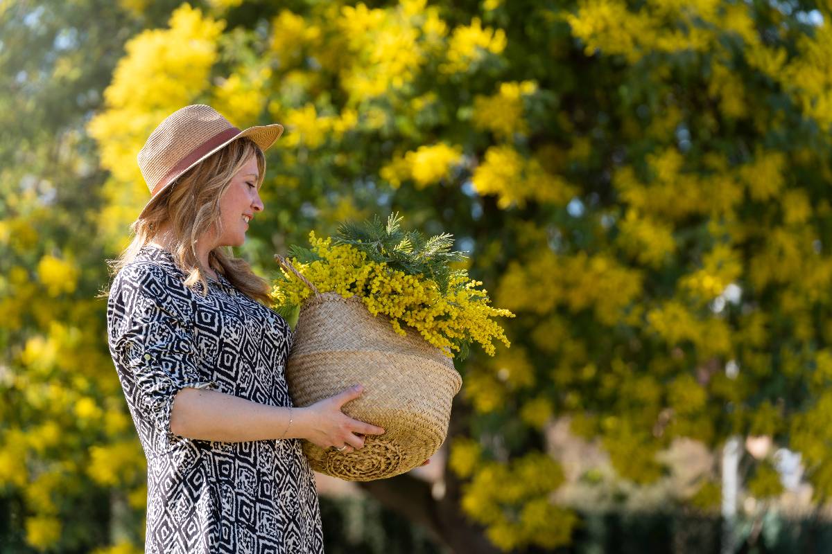 Una donna intenta a cogliere delicatamente alcuni rametti di mimosa da un albero in piena fioritura.