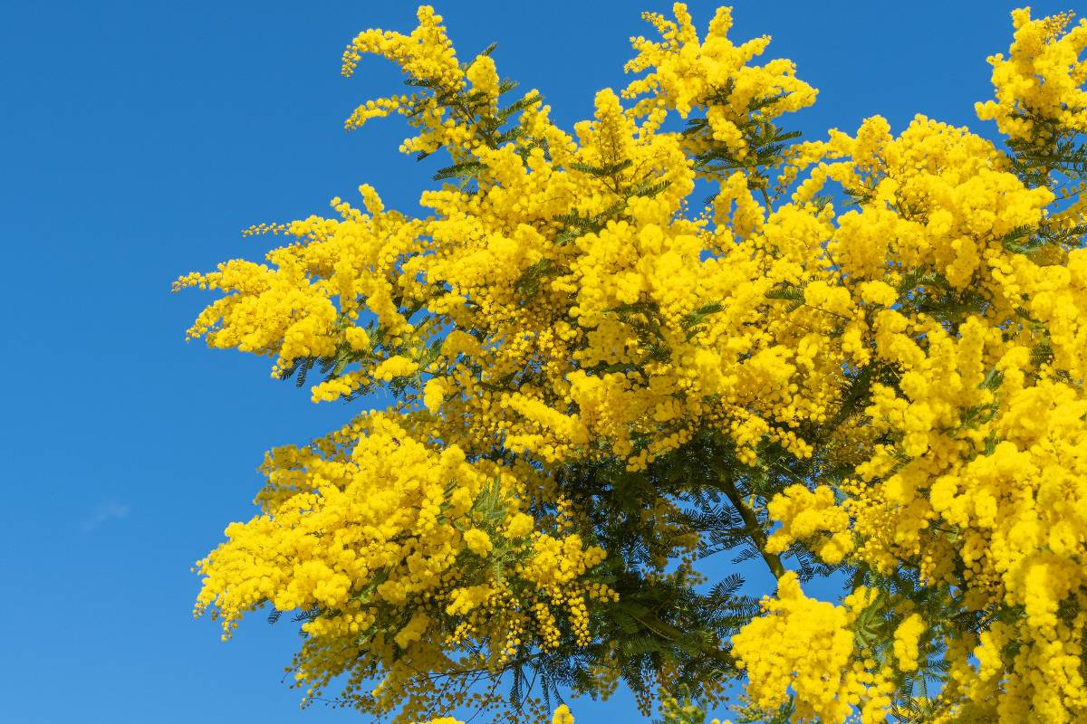 Un rigoglioso albero di mimosa in piena fioritura che spicca contro un cielo blu limpido.