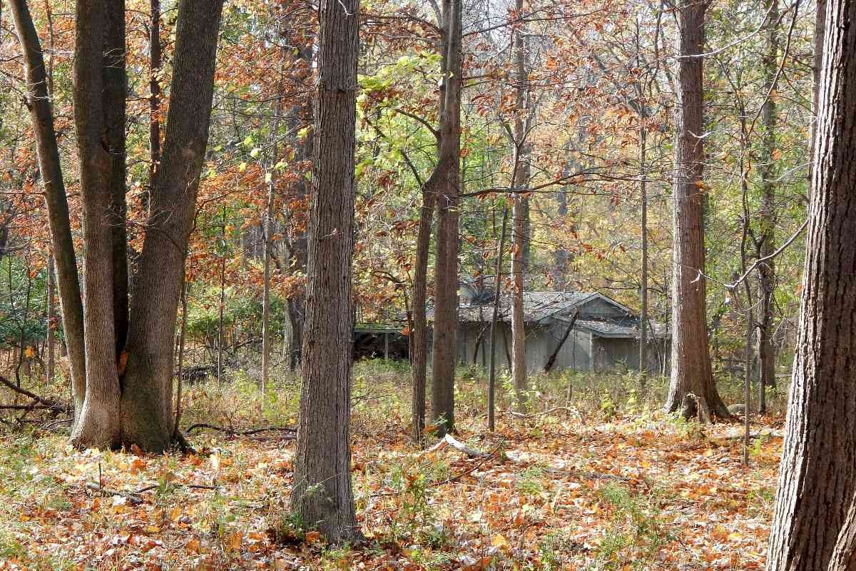 Casa nel bosco, foto di un'abitazione nella natura