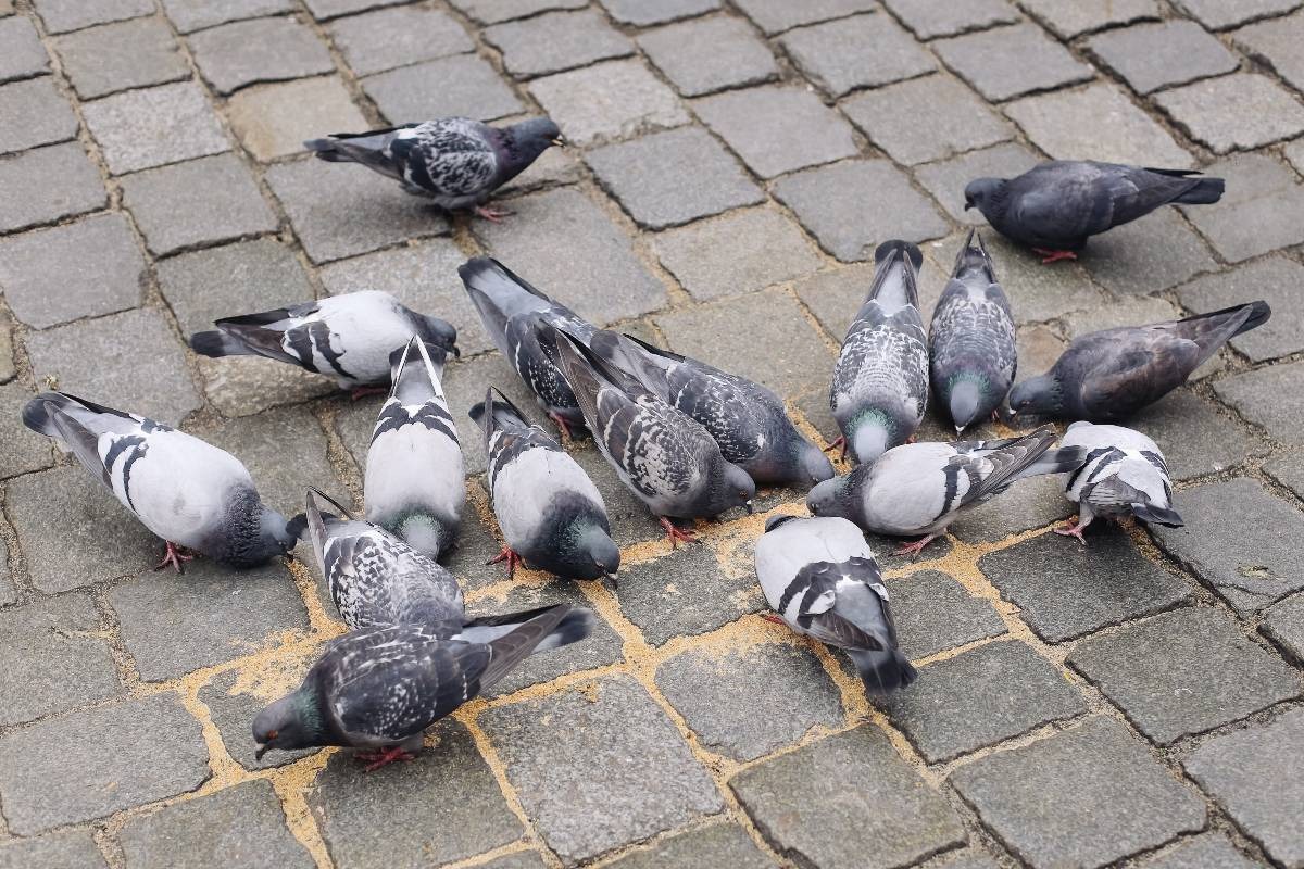 Piccioni che mangiano le briciole nel marciapiede