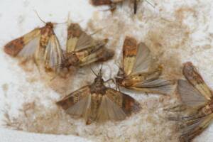 Trappola per farfalline del cibo