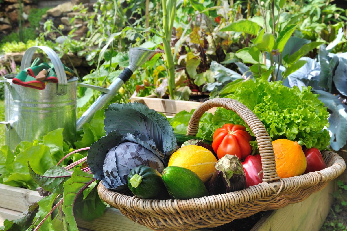 Orto e verdure raccolte in un cesto